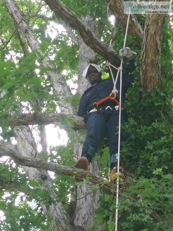 tree limbs remover.