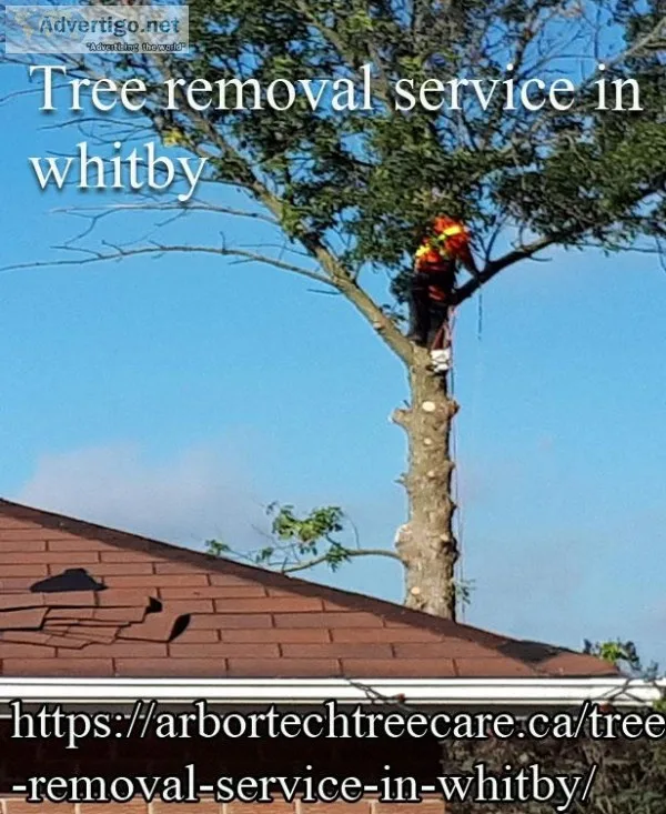Tree removal service in whitby