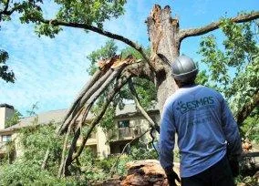 Tree Service Roswell