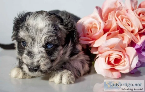 Denise Female Mini Aussiepoo