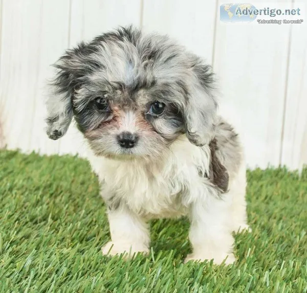 Lucy Female Cavapoo