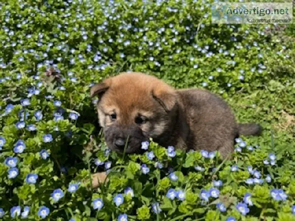 Poco Male AKC Shiba Inu