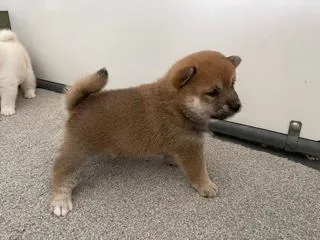 Jaz Female AKC Shiba Inu