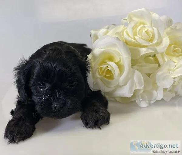Tina Female Shihpoo