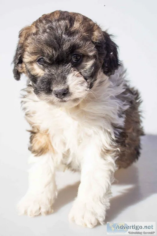 Sweetie Female Mini Aussiepoo