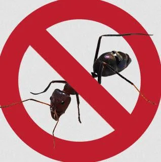Cockroach Control Sydney