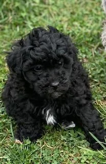 Jade Female Mini Poodle