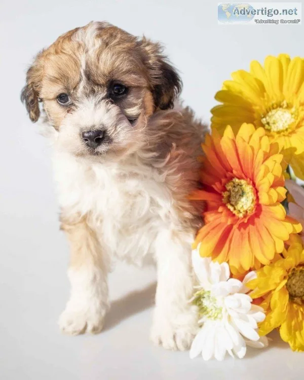 Fancy Female Mini Aussiepoo