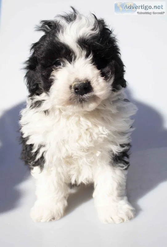 Paul Male Mini Aussiepoo