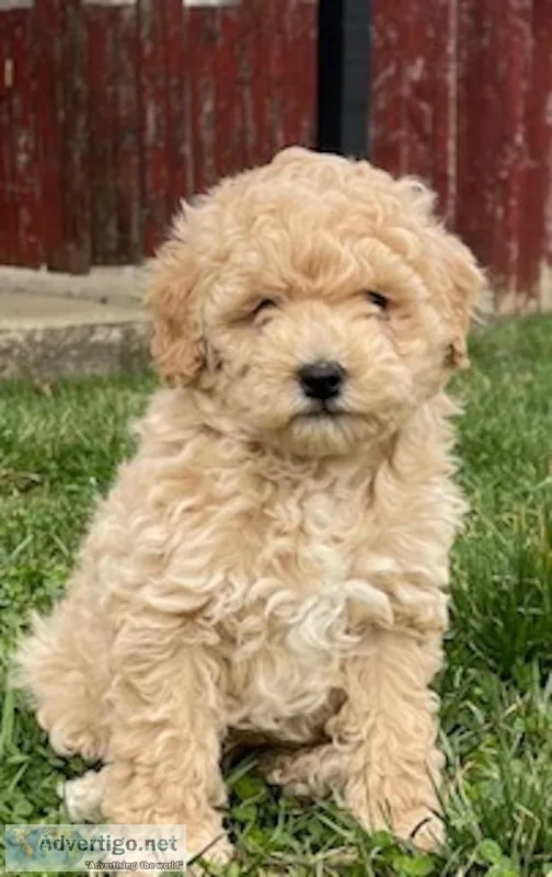 Archie Male Mini Poodle