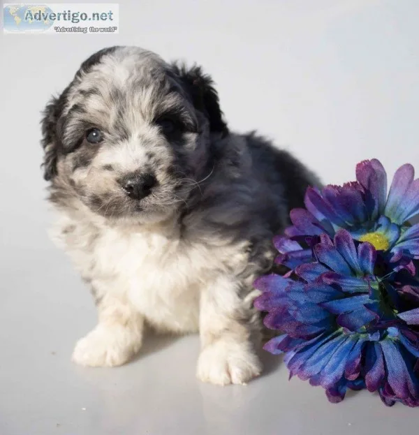 Arthur Male Mini Aussiepoo