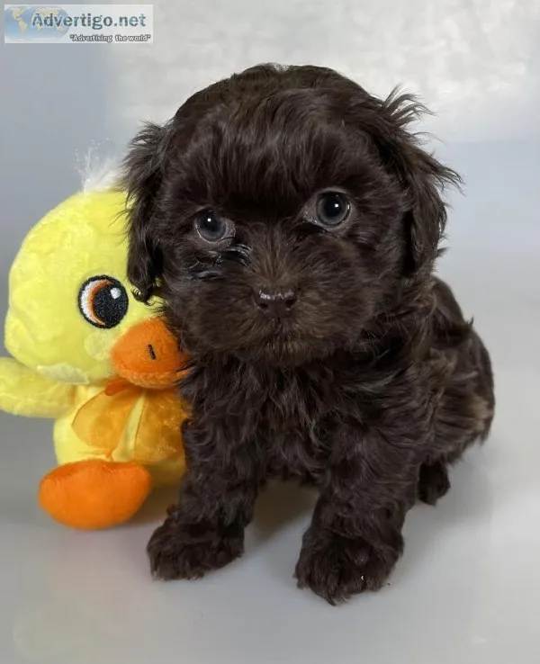Coco Female Shihpoo