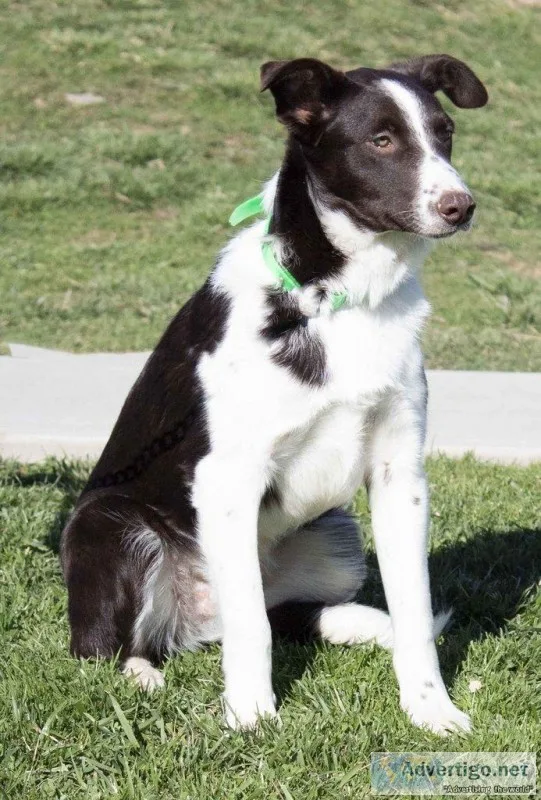 Rover Male Border Collie