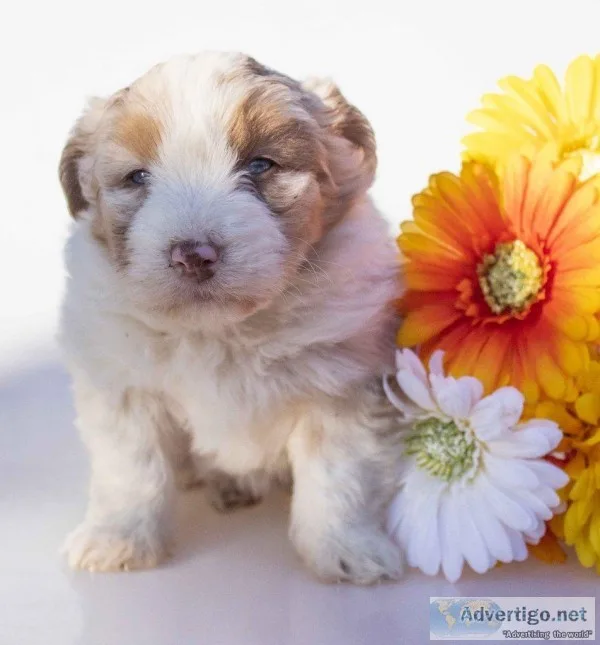 Miley Female Australian Shepherd