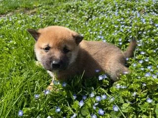 Spud Male AKC Shiba Inu