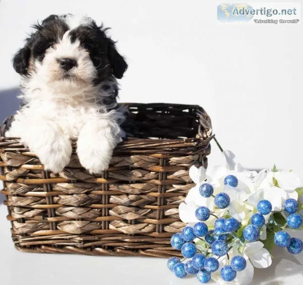 Buster Male Mini Aussiepoo
