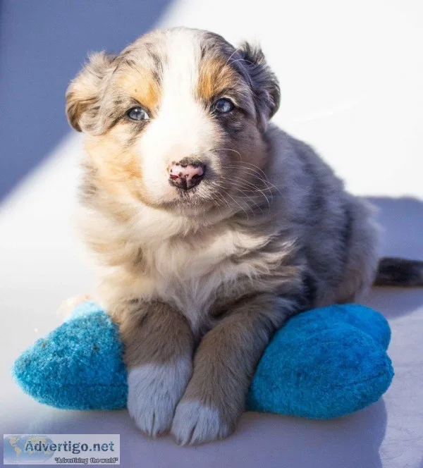 Tyler Male Australian Shepherd