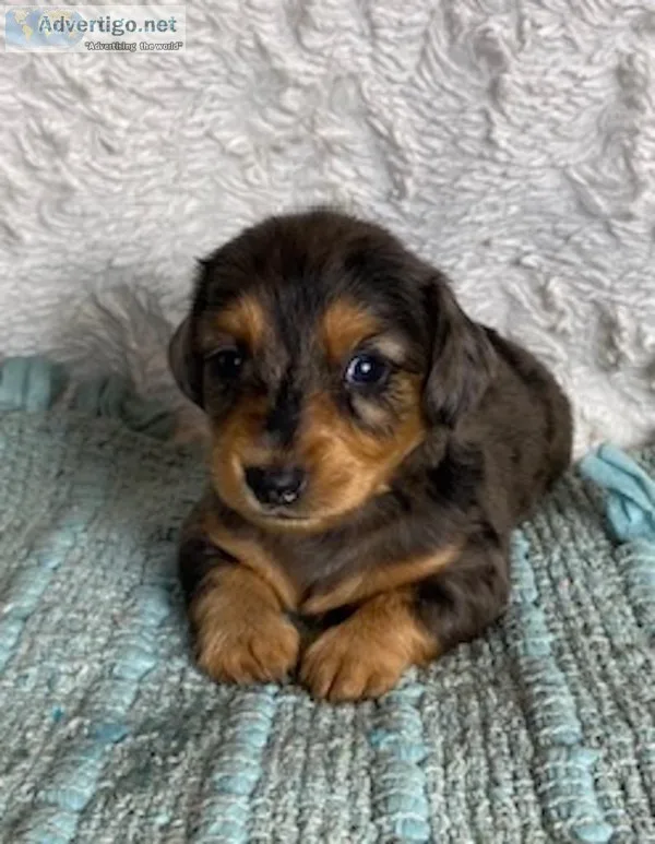 Leonardo Male Mini Dachshund