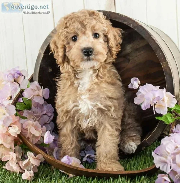 Chloe Female Cockapoo