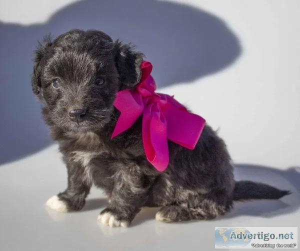 Elma Female Mini Aussiepoo