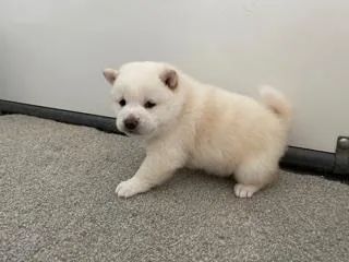 Misty Female AKC Shiba Inu