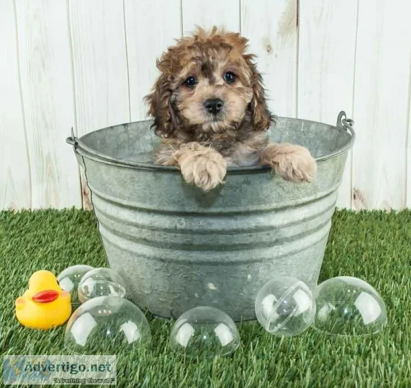 Melvin Male Cockapoo