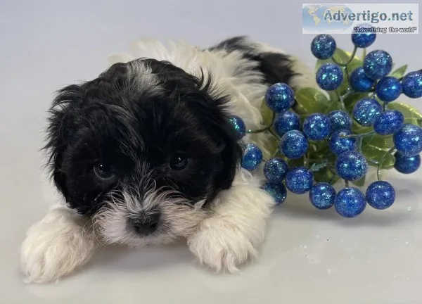 Mixie Male Shihpoo