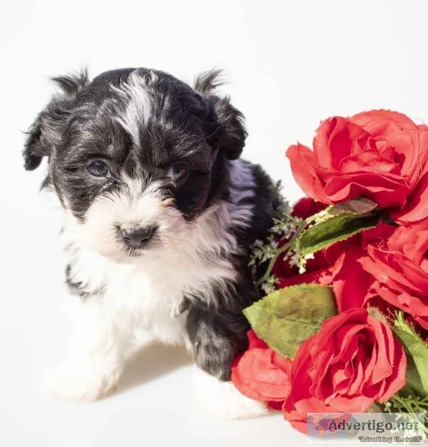 Dunkin Male Mini Aussiepoo