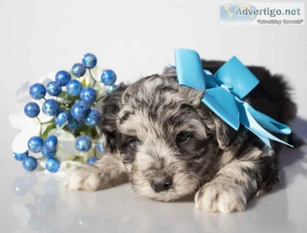 Bryan Male Mini Aussiepoo