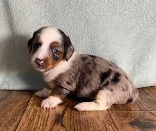 Da Vinci Male Mini Dachshund