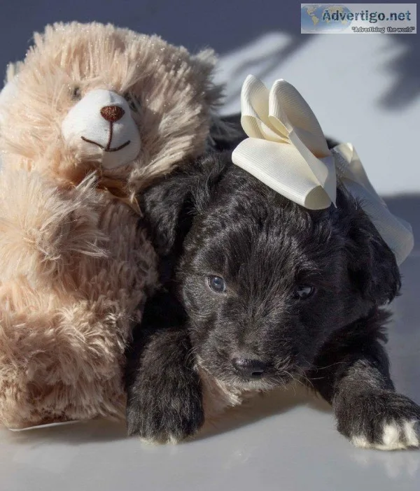 Addy Female Mini Aussiepoo