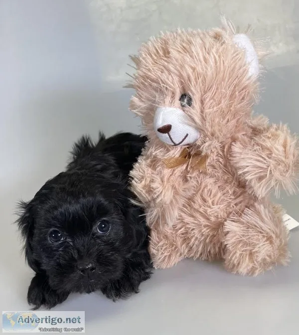 Jelly Bean Male Shihpoo