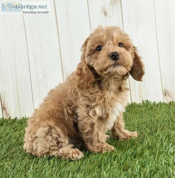 Mary Female Cockapoo