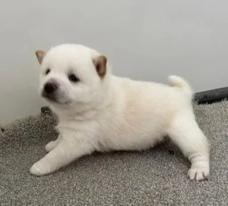 Buddy Male AKC Shiba Inu
