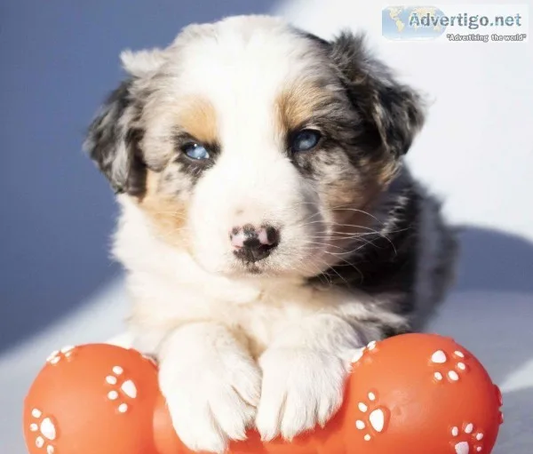 Baron Male Australian Shepherd