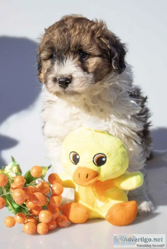 Dandy Male Mini Aussiepoo