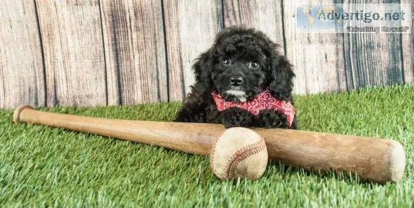 Blackie Male Cockapoo
