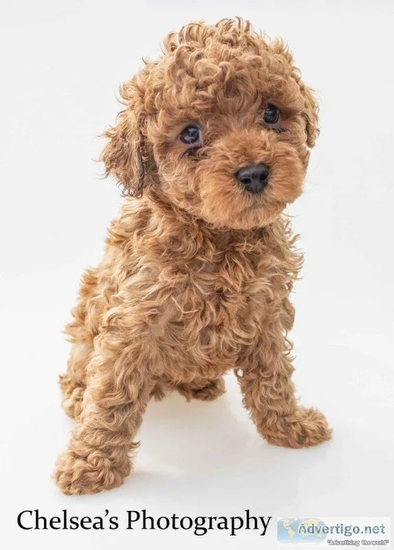 Mikey Male Cavapoo