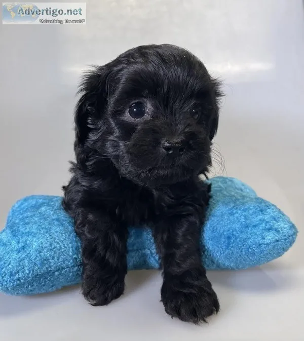 Blackie Male Shihpoo