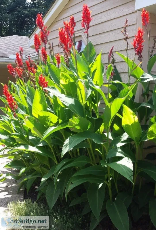BULBS Holland America GIANT Heirloom CANNA  Robert Kemp 2 EYE Bu