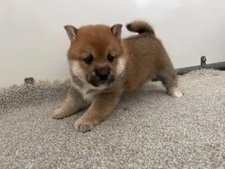 Melvin Male AKC Shiba Inu