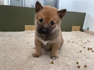Tess Female AKC Shiba Inu