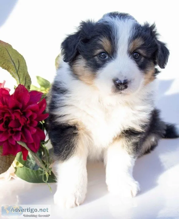 Lucy Female Australian Shepherd