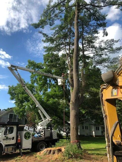 Calling Professional Tree Removal Services Provider in Western M