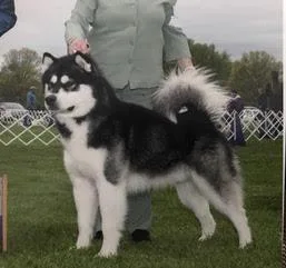 Alaskan Malamute Litter due mid April