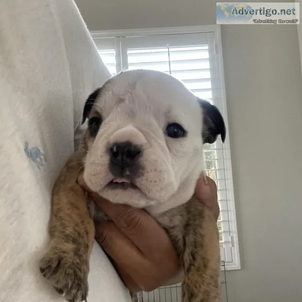 English bulldog