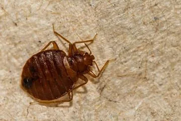 Bed Bug Removal Service in Oceanside  knockoutpest.com
