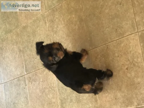 Yorkie Puppies