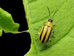 Professional Pest Control Adelaide