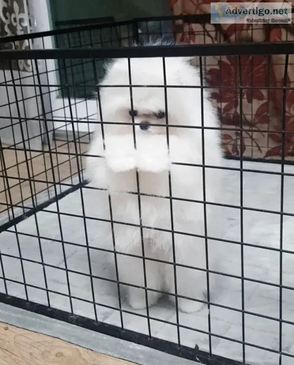 Pomeranian Puppies Available Free